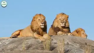 Beautiful Wildlife | Latest Sightings | Africa Animals | GIS PLANET
