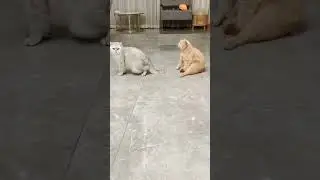 кіт снайпер #прикол #угар #тікток