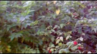 Queensland raspberry en  Puerto Rico