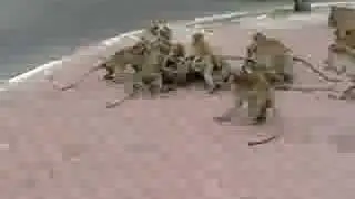 Monkey fight part 1