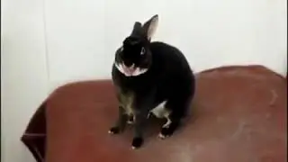 Я смеялся весь день!!