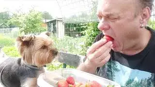 КЛУБНИКА!