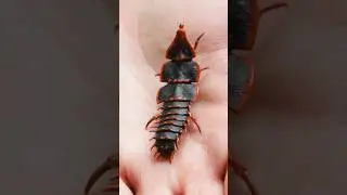 Living FOSSIL Found!