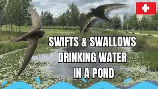 Swifts and Swallows Drinking Water in a Pond