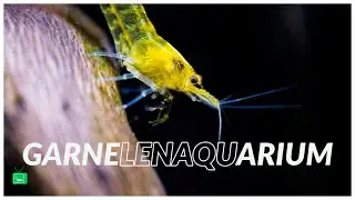 DAS GARNELENAQUARIUM | Perfekte Garnelenaquarium betreiben |  GarnelenTv
