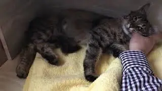 Кошка ласкается