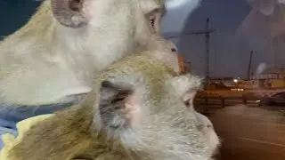 Мои крохи 🌺🌼🌸🐒