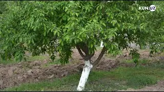 Anomal sovuq bog‘larni zararladi. Bu meva narhiga qanday ta’sir qiladi?