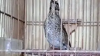 SUARA BURUNG ANIS GACOR