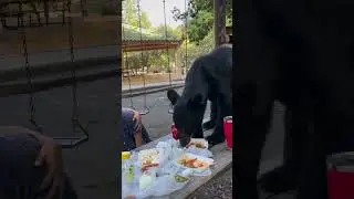Orso affamato rovina il picnic della famiglia