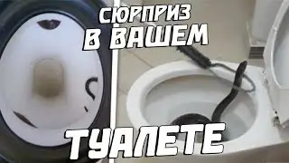 НЕ САДИСЬ НА УНИТАЗ, ЕСЛИ...