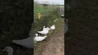 Кучерявая Утка #деревня #уткастрим #shorts