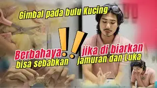 Bulu kucing bergimbal , bahaya bisa bikin kulit luka dan B3rn4n4h 🥲