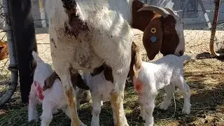 ✅ BOER GOATS KIDS