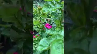 Розы балую этой эмульсией каждый год и она отзывается шикарным цветением