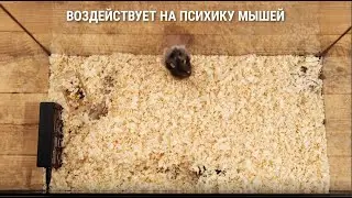 Ультразвуковые отпугиватели грызунов, крыс и мышей, которые работают! Модели 2021!