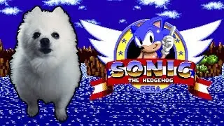 SONIC - 'GREEN HILL ZONE' em CACHORRÊS