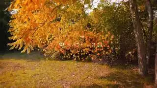 Autumn Logo | After Effects Project Files - Videohive template
