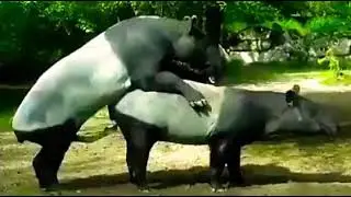 Jomblo meronta lihat tapir kawin anunya panjang banget seperti badak kawin