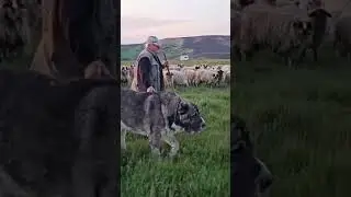 Top 2 World's Most Biggest Dog Breed 👹 #shorts #dog #dogs #youtubeshorts