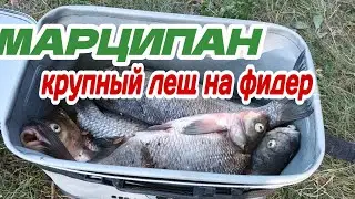 Ловлю леща на Марципан. Рыбалка на реке в жару. Лещ на фидер