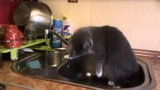 Наша Чуча