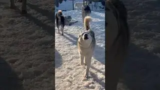 Влюбленный волк уже не хищник 😁