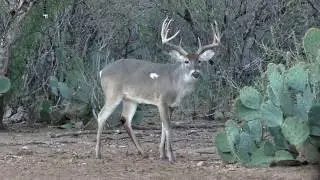 TexasBowhunter.com - 