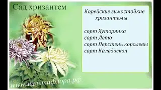 Зимостойкая садовая хризантема