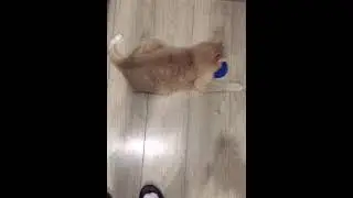 #озвучка