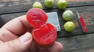 Плуоты Флавор Супреме(Pluot Flavor Supreme) сигналка и Флавор Квин (Flavor Queen) Обзор и дегустация