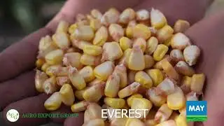 Sifatli silos beruvchi duragay EVEREST MAY / AGRO EXPORT GROUP 