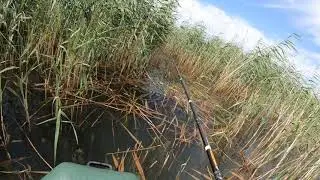 Быстрая поклёвка карпёнка.
