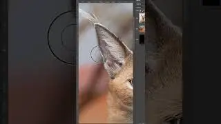How To Create A Realistic Background Blur in Photoshop 