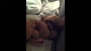 My Dog wappy loves to pay