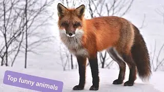 ITS CRAZY.Funny animals.Our friends.