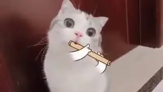 Flute Cat Meme - FUNNY MEMES
