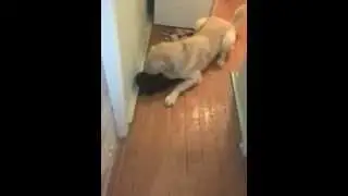 Тимон обнимает кота
