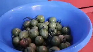 Август - рябина цветет. Спасаю остатки урожая. Картошки не будет.