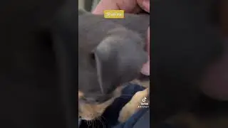Puppy Shakira