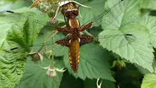 Стрекоза /Насекомые / Dragonfly / اليعسوب /  Libélula / Libelle / トンボ / libellula / Dragonfly