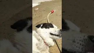 Спасаемся от жары ☺️🐾🐶 #собакадруг Escaping the heat #mydog