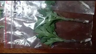 Черенки хризантемы заказать с доставкой #chrysanthemumflower #цветы #черенкихризантемы