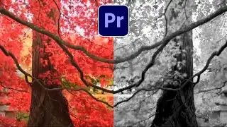 How to Make Video Black and White | Adobe Premiere Pro