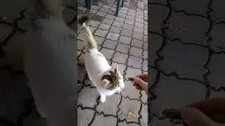 Кис кис