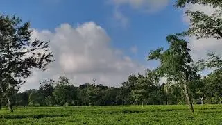 সিলেট চা বাগানের গান