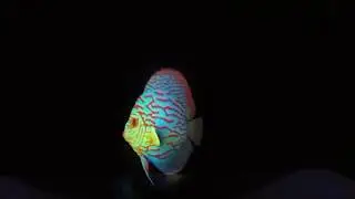 3D голограмма 2.0