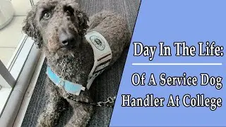 A Day in the Life: Service Dog Handler at College