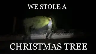 We stole a Christmas tree.