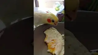 😂утащила мой завтрак #корелла